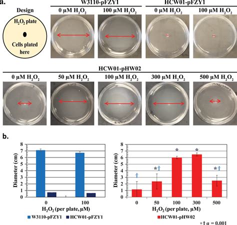 Bacterial Swarming On Motility Agar Exposed To Varying Concentrations