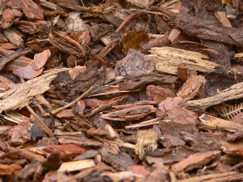 Composted Bark Mulch How To Use Composted Bark Gardening Latest