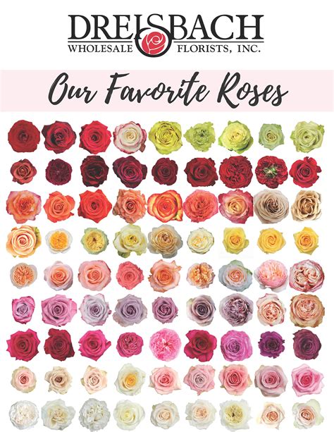 Our Favorite Rose Varieties Dreisbach Wholesale Florists