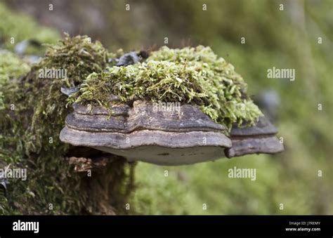 Tree Wood Moss Mushroom Fungus Plait Lichens Baumpilz Fichtenporling
