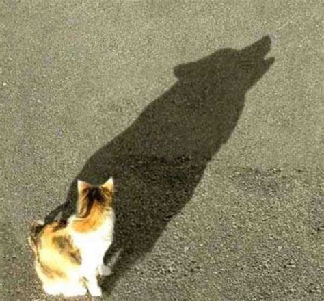 71 Funny Shadow Pics Klyker