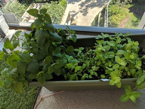 What did I plant?!? Mint on the right, (recently harvested lemon balm in the middle, mystery 