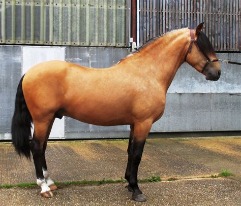 Spanish Spotted Saddle Horse The British Association For The Pure
