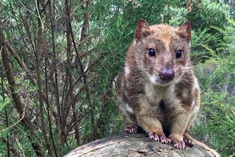 Camera Shy Quolls Prove Hard To Find In Conservation Effort In 2021