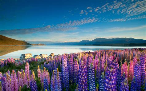 Summer Pictures Wallpaper Colorful Flowers Lupins Lake Tekapo