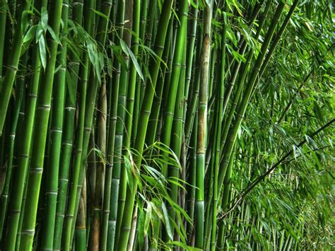 The Economic Value Of Bamboo Bambubuild