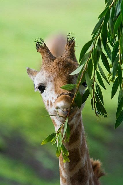 Baby Giraffe Animals Animals Beautiful Giraffe