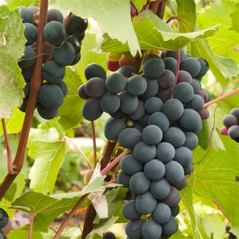 Joy Bunch Grape Vine - Ison's Nursery & Vineyard