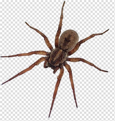 Чёрные вдовы представляют собой род пауков, известных своей ядовитостью. Укус паука Благородная ложная вдова Steatoda grossa Желтый ...