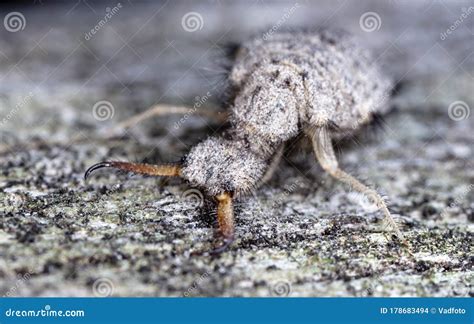 Large Ant Lion Live Insect Stock Photo Image Of Jaws Mandala 178683494