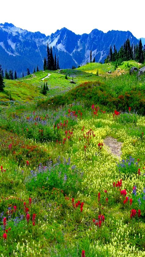Free Download Mountain Meadow Wallpaper Forwallpapercom 1600x1200 For