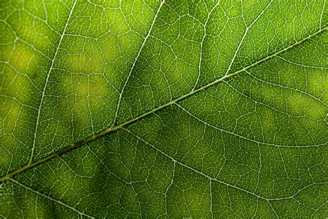 Green Leaf Texture Leaf Texture Green Texture Leaf Wallpaper