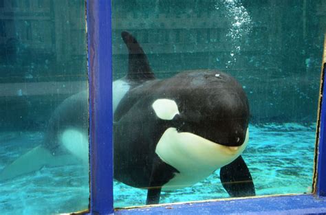 Morgan Killer Whales In Captivity