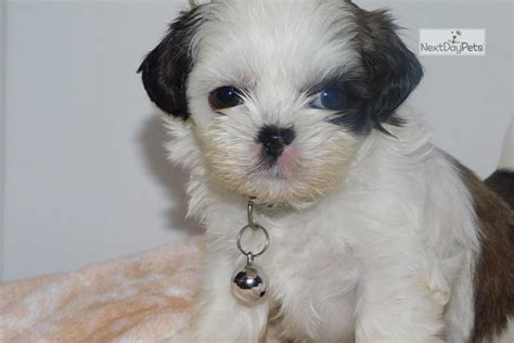 At 6 months, the shih tzu female weighs on average between 3.2 kg for the smallest individuals and 5.7 kg for the largest individuals. Gracie: Shih Tzu puppy for sale near Northwest GA, Georgia ...
