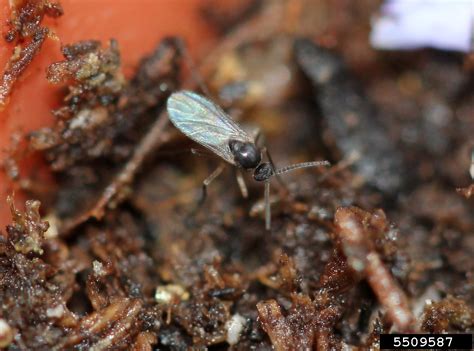 Darkwinged Fungus Gnats Genus Bradysia