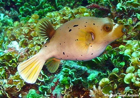 Arothron Nigropunctatus Marshall Islands