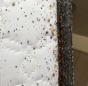 We researched the best options to keep your mattress safe and protected. Bed bugs: Do mattress encasements help? : Pest Management ...