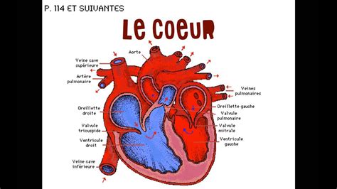 The second coronation of coeur de. Coeur - Anatomie - YouTube