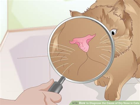 So what am i doing about the intense dryness inside my head? How to Diagnose the Cause of Dry Nose in Cats: 13 Steps
