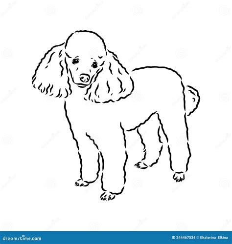 Sketch Of Poodle Dog Breed Stock Vector Illustration Of Icon Vector