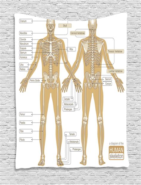 Human Bone Anatomy Chart Human Body Organs Systems Structure Diagram Images