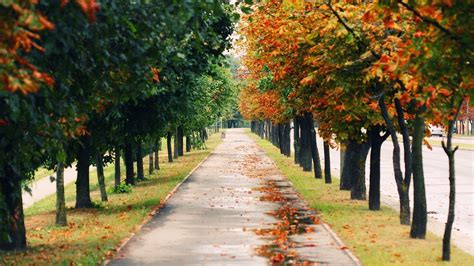 Download Wallpaper 1366x768 Trees Park Leaf Fall Autumn Path
