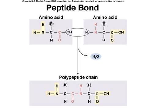 Peptide Bond Formation Beinyu Com