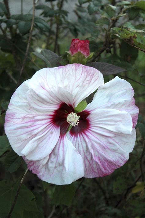 Look for hibiscus flowers tea. 40+ Edible Flowers (and How to Use Them)