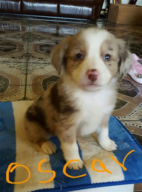With their beautiful blue sparkling eyes and stunning features these mini australian shepherd babies will snatch your heart without a problem! Miniature Australian Shepherd Puppies For Sale | Dayton ...