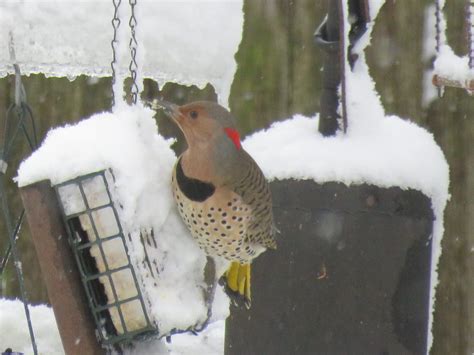 Winter In South Bend Indiana Feederwatch