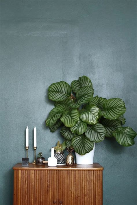32 Office Plants Youll Want To Adopt Interior Plants Plant Decor