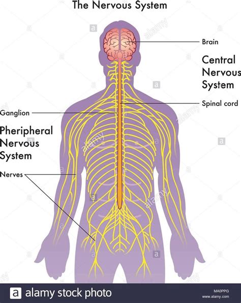 Human Central Nervous System Diagram List Of Nerves Of The Human Body