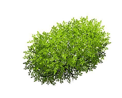Bush clipart vector, Bush vector Transparent FREE for download on png image