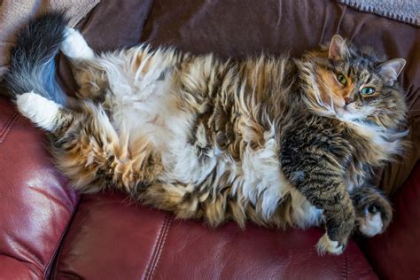 The Best Photos Of Chonky Cats Prove Theyre Just More To Love