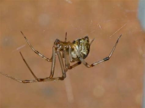Common House Spider Parasteatoda Tepidariorum · Inaturalist