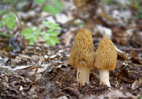 Brown Poisonous Mushrooms