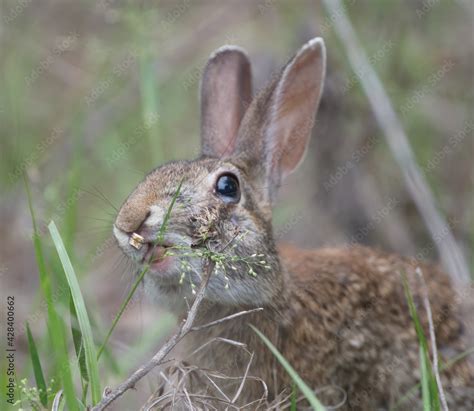 Wild Florida Eastern Cottontail Rabbit Sylvilagus Floridanus With