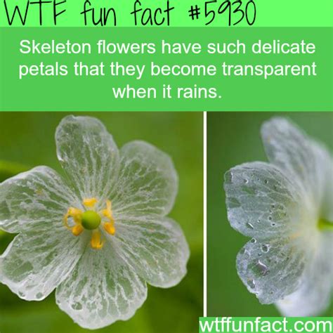 Skeleton Flowers Wtf Fun Facts