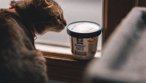 A cat food with a hairball control formula still needs to address all the dietary needs of your cat if it's to be a worthy replacement for your current food. 10 Best Cat Food for Hairballs Prevention & Vomiting to ...