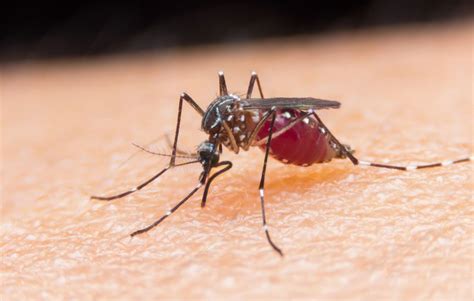 What Men Need To Know About The Zika Virus Mens Health
