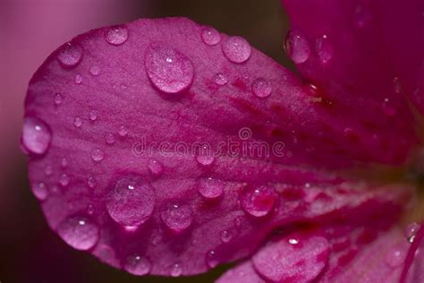 Water Drop On A Flower Petal Stock Images Image 21160134