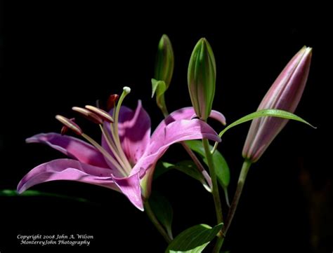 Purple Lilly Plant And Nature Photos Monterey John Photographer