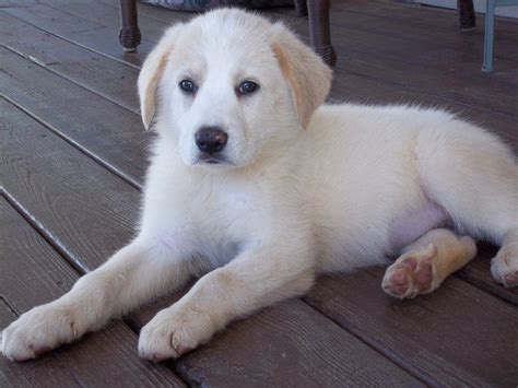 We did not find results for: Sierra the Pyrador (lab/Great Pyrenees mix) | Puppies ...