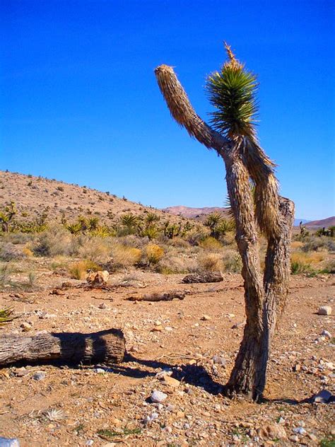 Flower, topicals, cbd oil, edibles, vapes, topicals, prerolls, concentrates & more! Waving Cactus Las Vegas | 25 miles west of Las Vegas | Flickr