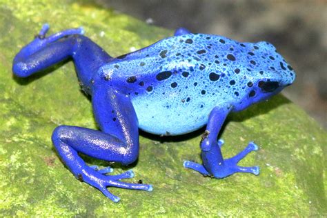 Blue Poison Arrow Frog London Zoo 7th February 2019 Zoochat