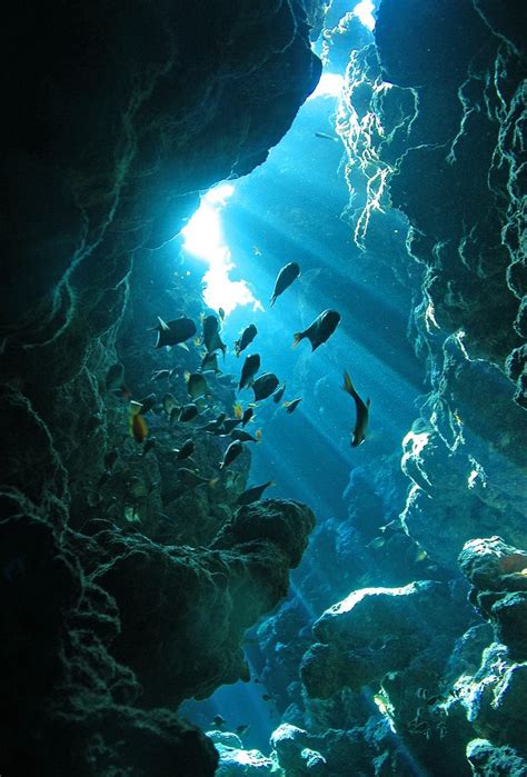 Cave Ocean Life Underwater World Underwater Photography