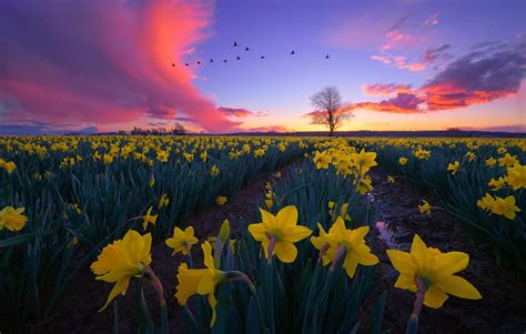 Top More Than 68 Wallpaper Daffodils Latest Incdgdbentre