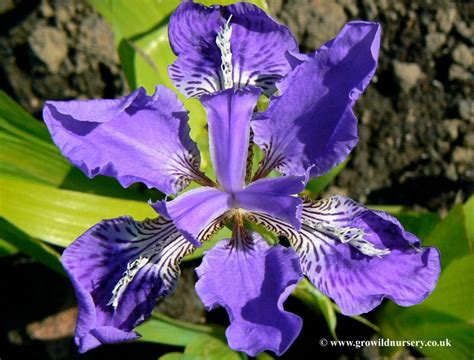 Iris Tectorum Japanese Roof Iris Sold Out