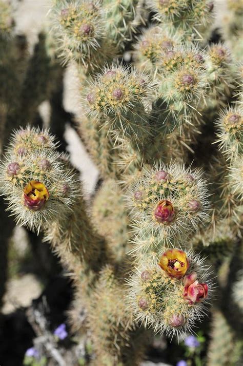 Desert Bloom Series Jumping Cholla Cylindropuntia Fulgida Stock