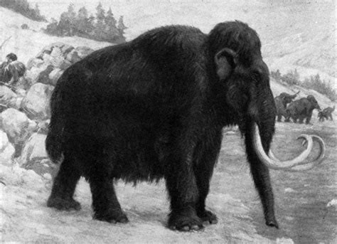 Filewoolly Mammoths